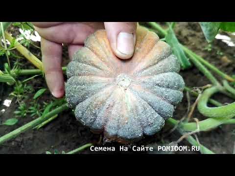 Видео: Удивительная Японская Тыква Кабоча Хризантемка Кикудза — 菊座かぼちゃтехнология выращивания от А до Я