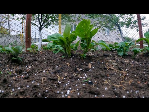 Видео: Картопля вся зійшла даю Першу підживу для росту
