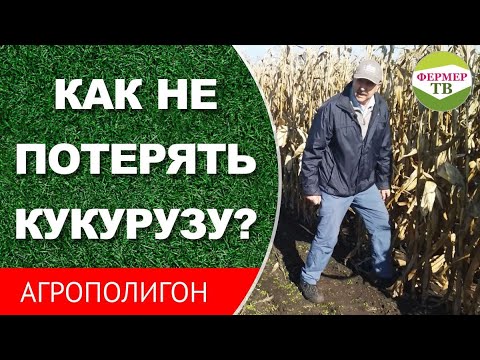 Видео: Как не потерять кукурузу?