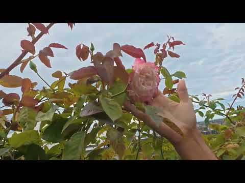 Видео: Идём на Сухумскую гору 