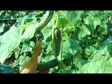 Видео: ОГУРЦЫ ТОННАМИ ЭТО ПРОСТО! ВЫРАЩИВАНИЕ ОГУРЦОВ ОТ СЕМЕЧКИ ДО УРОЖАЯ