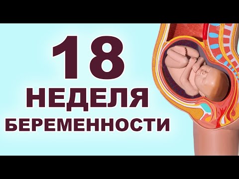 Видео: Что происходит с мамой и ребенком на 18 неделе беременности? 4 месяц беременности. Второй триместр.