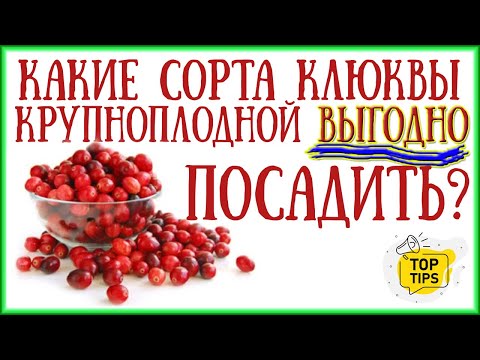 Видео: 10 литров с 1м2! Какие сорта КЛЮКВЫ садовой посадить? Сорта клюквы ПИЛИГРИМ, БЕН ЛИР, СТИВЕНС