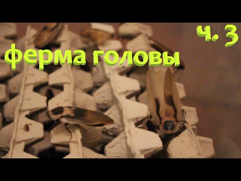 Видео: Ч. 3 Разведение таракана Мертвая Голова / Ферма и содержание Blaberus craniifer / Крылатые тараканы