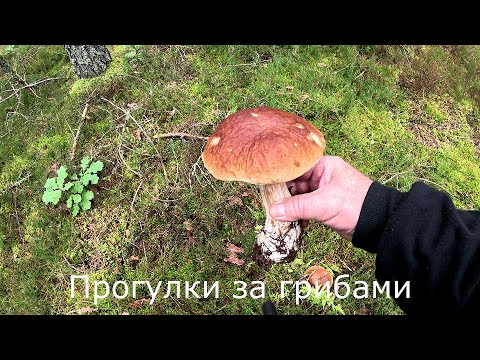 Видео: Прогулки за грибами | Объехал два леса и нашел два белых.