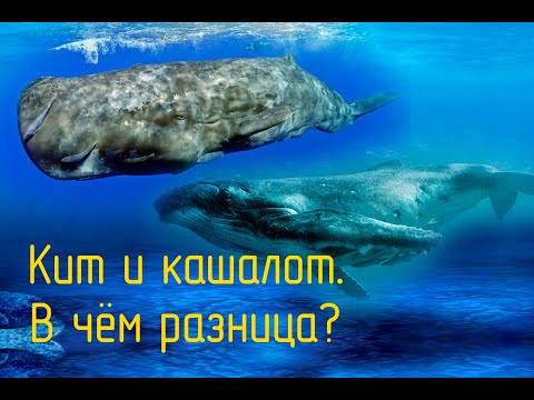 Видео: Кит и кашалот.  Их отличия.
