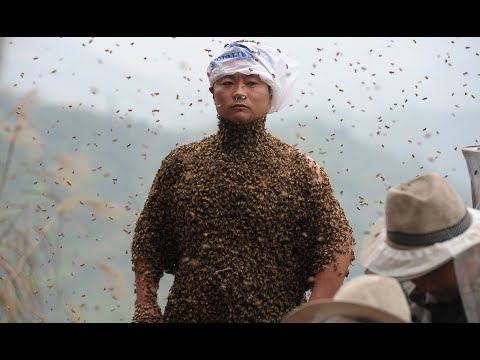 Видео: Ара туралы қызықты мәліметтер