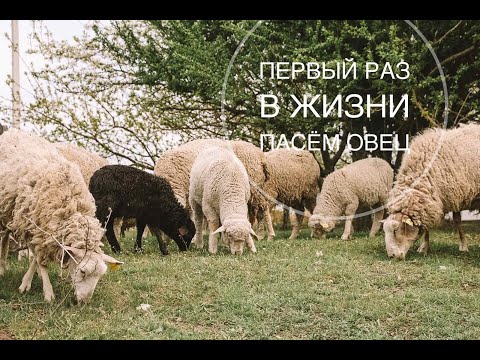 Видео: Первый раз в жизни пасем овец.Топим баню. Нужно отдохнуть