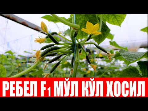 Видео: Деҳқонларга тавсиям Ребел F1 ни экинг,  ҳосилдорлиги зўр экан (Cucumber Rebel F1-Sakata)