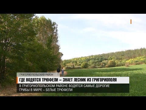 Видео: Где водятся трюфели - знает лесник из Григориополя
