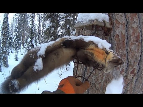 Видео: Две недели на промысле в тайге. Глухозимье 2023. Часть 1