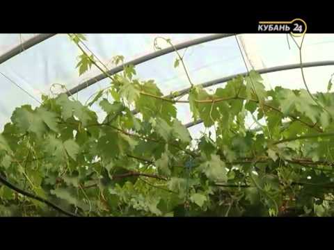 Видео: Сельские истории с Сергеем Курочкиным. Виноград в теплице