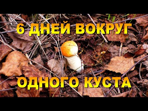 Видео: 6 дней вокруг одного куста. 5 серия. "Амурская рыбалка 28" ушла за грибами.