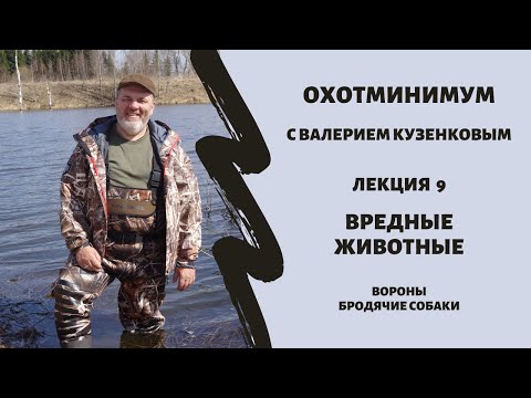 Видео: Охотминимум. Лекция 9. Вредные животные. Вороны, бродячие собаки