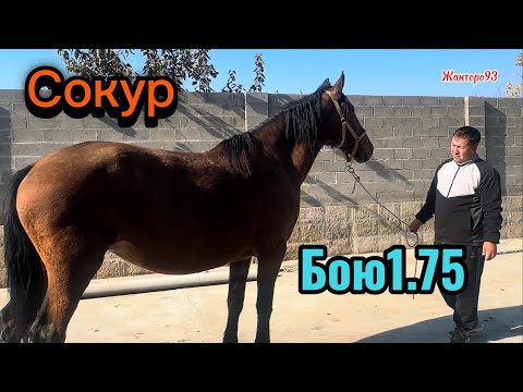 Видео: Сокур бою1.75 +996-998-229-494. 18 ноября 2025 г.