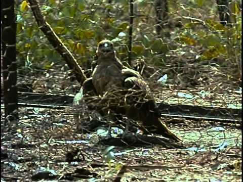 Видео: 23 - Одиссея Жака Кусто -  Австралия