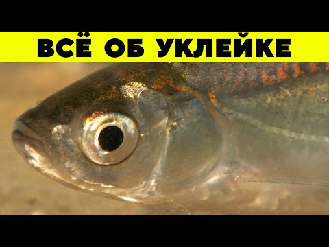 Видео: ОЧЕНЬ ПОЛЕЗНАЯ РЫБКА - УКЛЕЙКА