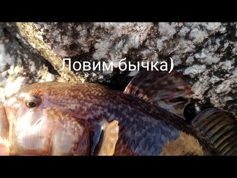 Видео: Ловля бычка на Черном море с берега весной