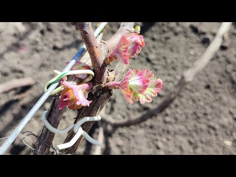 Видео: Как сделать двухплоскостную шпалеру для винограда.