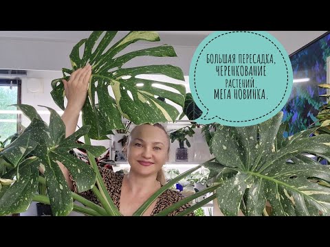 Видео: 🍀БОЛЬШАЯ ПЕРЕСАДКА, ЧЕРЕНКОВАНИЕ растений, МЕГА новинка 😍