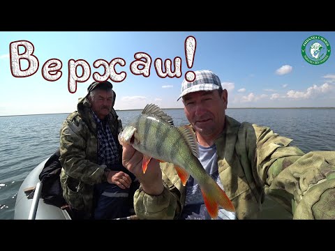 Видео: ОТВОДНОЙ ПОВОДОК, ВЕРТУШКА, СДЕЛАЛИ НАШУ РЫБАЛКУ! СУДАК, ОКУНЬ, ЩУКА, ЭТОГО МЫ НЕОЖИДАЛИ, КАЗАХСТАН!