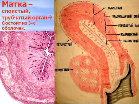 Видео: Женская половая система - 2. Видео лекция С.М.Зиматкин (28)