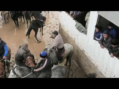 Видео: Жарқынұлы Аядилъ ұлымызға Елден бата алу көкпары 08 03 2022 жыл 2 бөлім