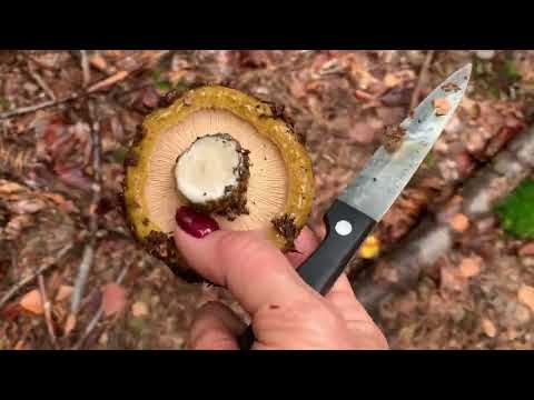 Видео: Тихая охота в лесу 