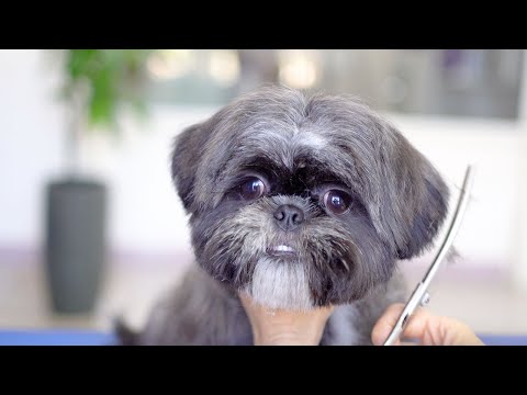 Видео: Милый щенок, который не любит купаться, впервые подстригся!✂️❤️🐶