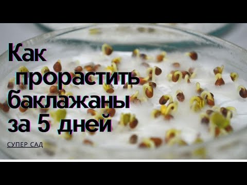 Видео: Как посеять семена баклажан, проращивание семян