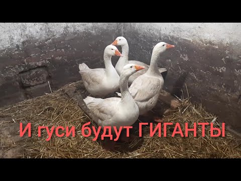 Видео: чем кормить гусей для быстрого и эффективного роста// гуси на откорме// ответы на советы