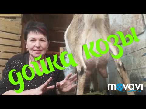 Видео: Дойка козы. Ну что будем доить козу? Конечно! Как надо правильно доить коз.