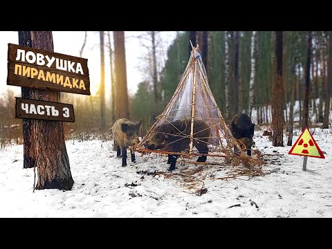 Видео: Поймал кабанов в ловушку В Чернобыльской зоне Часть -3