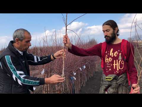 Видео: Плодни Дръвчета - Закупуване на Овошки. Как се Сади Овощна Градина с Цеци и Жельомир