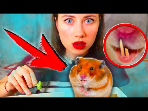 Видео: ХОМЯК СЛОМАЛ ЗУБЫ ЧТО-ТО ПОШЛО НЕ ТАК - Мой Вечер с Питомцами Хомячок Эдди | Elli Di Pets