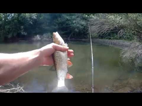 Видео: След забраната  спининг риболов на кефал по р. Велека