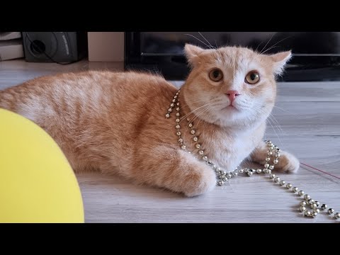Видео: Ника играет с Роней! Чуть не укусил!