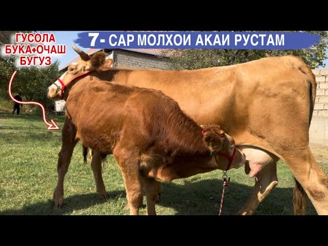 Видео: 7-САР МОЛҲОИ АКАИ РУСТАМ молҳои ЭЛИТА 7 сентября 2025 г.