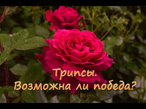 Видео: Трипсы.  Возможна ли победа?