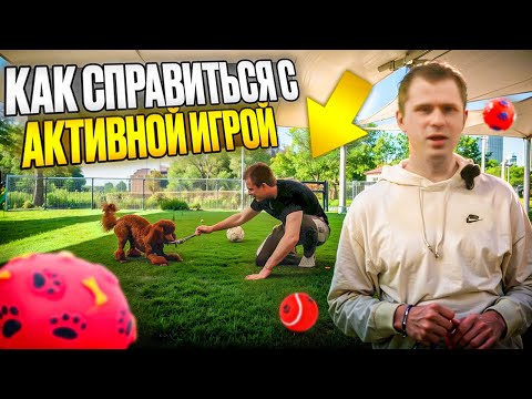 Видео: Лавр в Дубае: исправляем реактивность и учим идеальному послушанию!