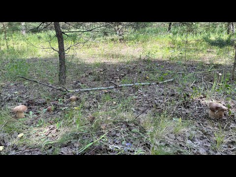 Видео: Грибной сезон 2024!!!Белые грибы на каждом шагу!!! Грибы растут полянами и ведьмиными кругами!!!