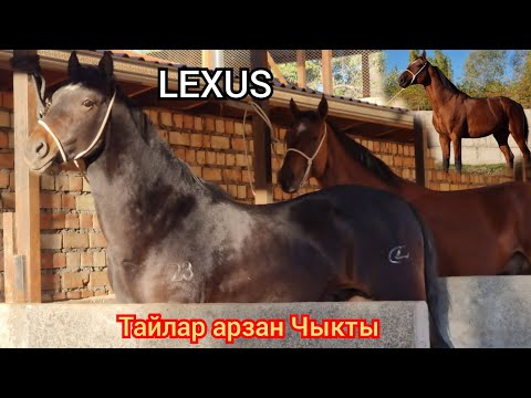 Видео: 💥 LEXUS 💥  арча Тору  арзан баада Сатууга Чыкты