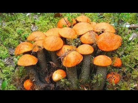 Видео: Масовий пошук Білих Грибів 2025! Казковий ліс з грибами! Гриби 2025