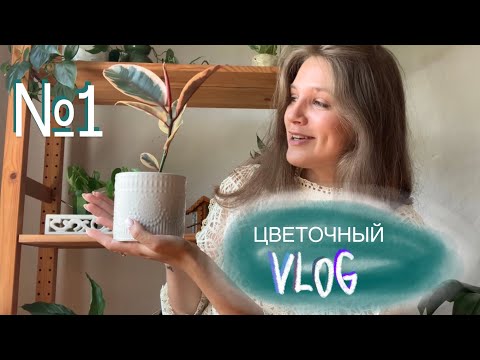 Видео: Обзор, пересадка, про эухарис, керамика, черенки, ответы на вопросы | Цветочный VLOG №1 🪴 + ляпы