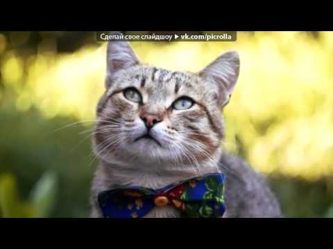 Видео: Рыбак - мой котик