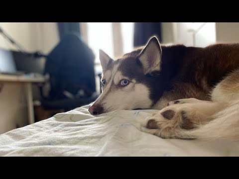 Видео: АНТОША РАССКАЗЫВАЕТ ИСТОРИИ ЛАКИ