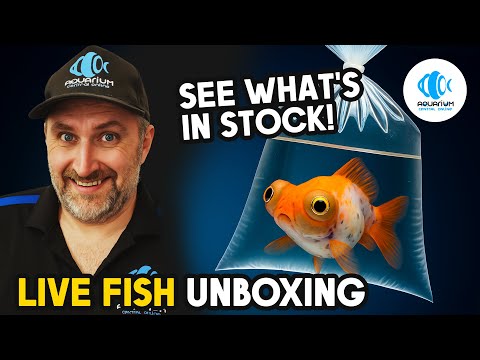 Видео: Распаковка пятничной рыбы: волна новинок!