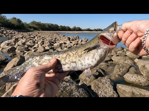Видео: Рыбалка на сбросе Шапшугского водохранилища! Боковой кивок радует!