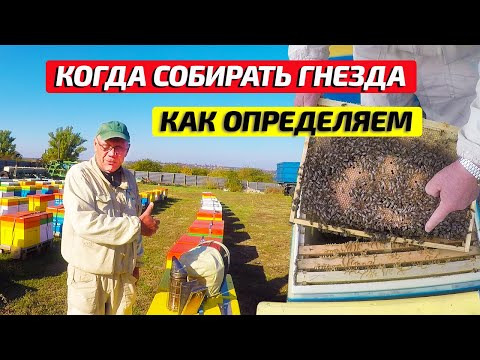 Видео: Как определить когда собирать гнезда пчел на зиму #1