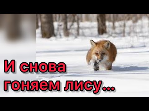 Видео: И снова гоняем лисицу…